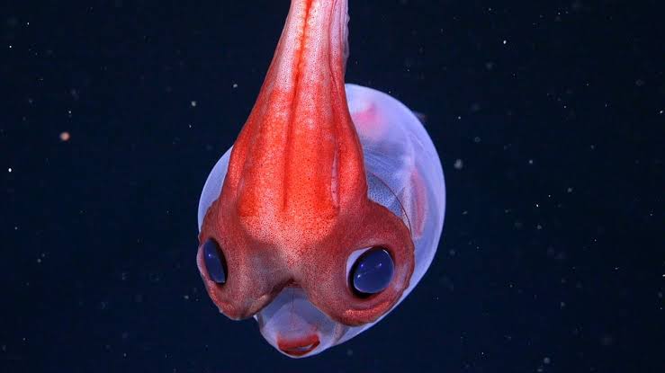 Hidden Coral World The Size of Vatican City Found Deep Beneath The Ocean