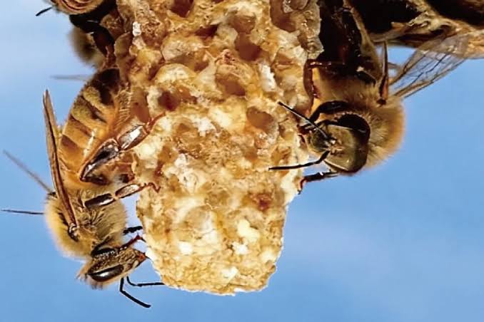 “That innocent question hit me like a lightning bolt." Scientist's two-year-old son inspires discovery of new type of worker honeybee