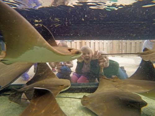 These Gulf residents glide past swimmers, jump six feet high: ‘the most peaceful, gentle animal’