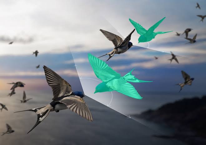 Why birds ignore Newton: New theory could sharpen models of flocks, crowds and cells
