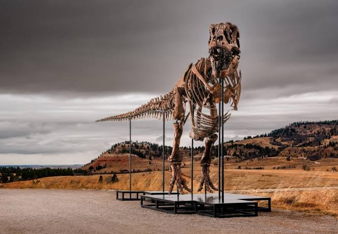 A South Dakota rancher followed his gut, found dinosaur teeth on his land, and unwittingly led experts to a 38-foot T. rex skeleton now heading to auction where a billionaire may happily pay $30 million+ leading to millions in windfall for his widow