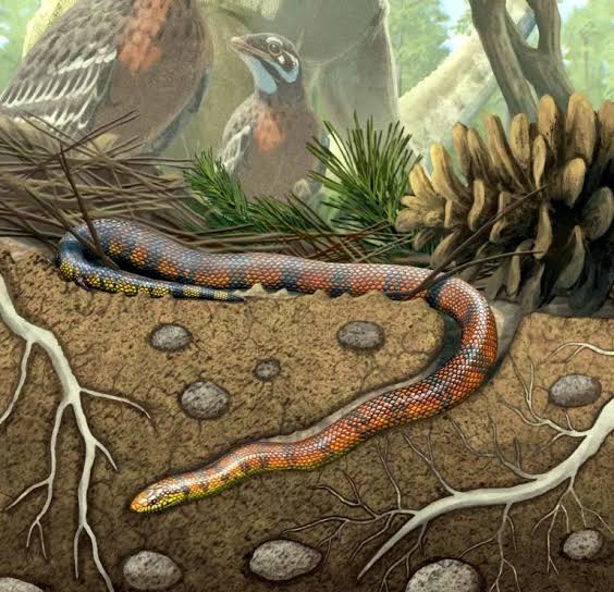 A stunning discovery from the Cretaceous period: an 85-million-year-old snake fossil redraws the history of reptiles