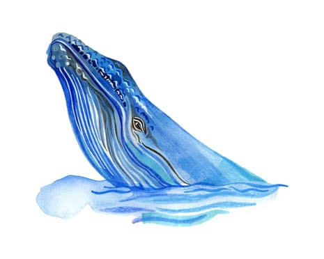 If a whale gets lost, can it find its way home? The kids’ quiz