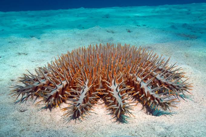 It's huge – the size of a dustbin lid – has 21 arms lined with deadly barbed spines capable of causing severe pain - but that's not its most alarming feature...