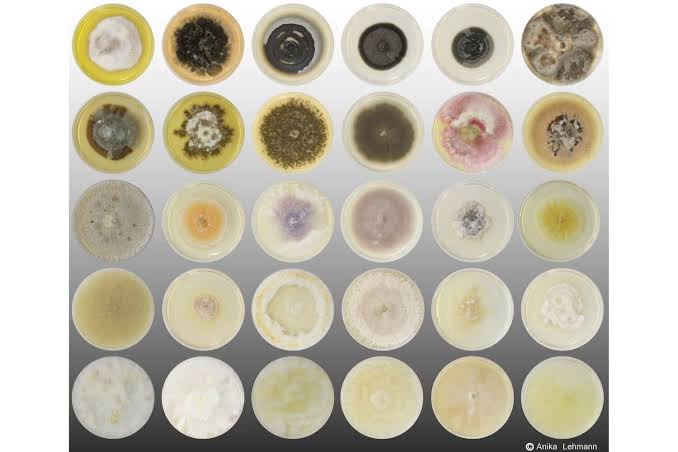 Hidden underground, fungi drive carbon storage, crop health and ecosystem stability