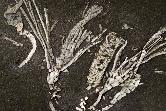 Scientists Find Super-Rare Soft Tissue Fossil From 450-Million-Year-Old Sea Creature
