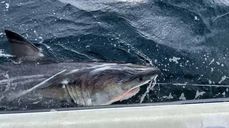 Great white shark Ripple tracked off Canada coast after traveling 350 miles in a week
