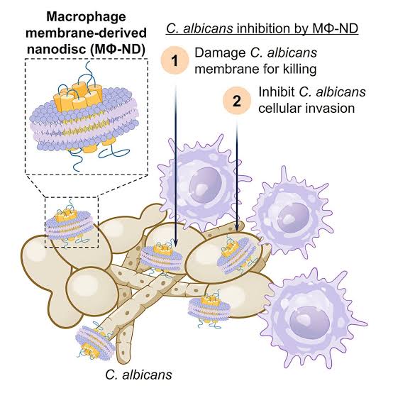 Immune cells get transformed into fungus-fighting nanoparticles