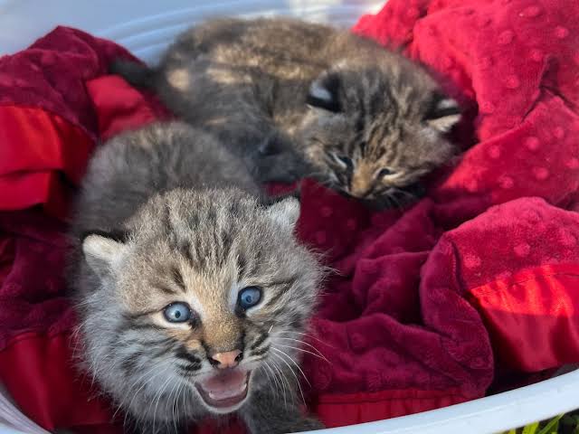 This Globe reporter thought she saw a mountain lion. Readers from throughout New England responded.