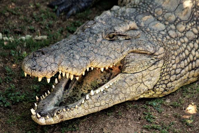 A single Nile crocodile bite closes with roughly 3,700 pounds of force per square inch, more than any measured living animal, yet the muscles that open the same jaw are so weak an adult can hold them shut with two hands
