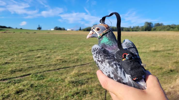 Pigeons’ shifting gaze could help drones navigate more like birds: UBC study