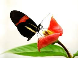 Tropical butterfly defies aging, lives 348 days and reveals longevity clues