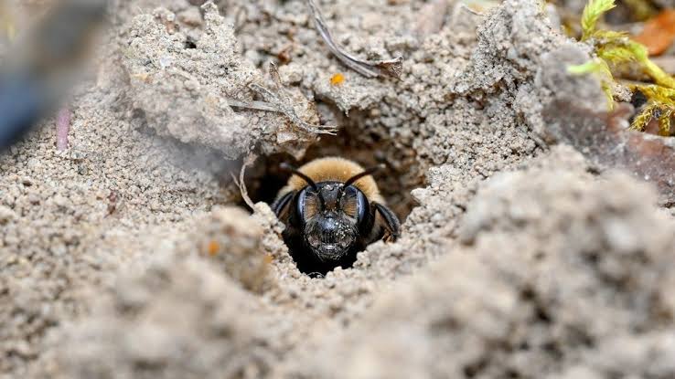 Scientists just discovered 5.6 million bees under a New York State cemetery