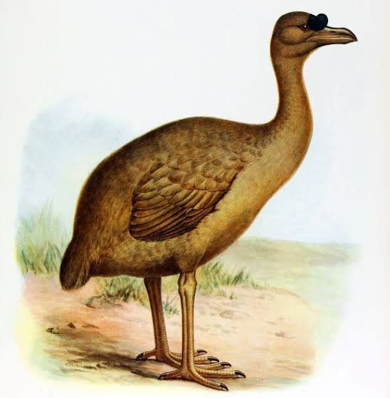 Dodo Had Surprisingly Keen Sense of Smell and Owl-Like Vision, New Study Reveals