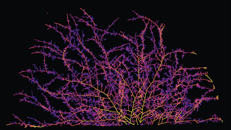 Fungal highways are vast, yet hidden underground—new study