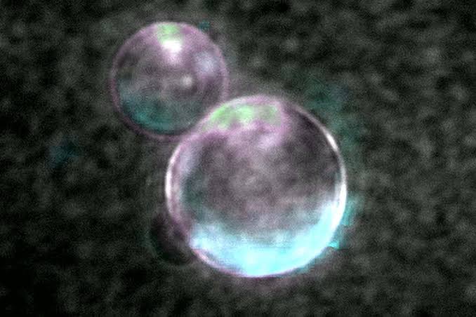 What is 'SpudCell'? Arguably the greatest bioengineering feat yet