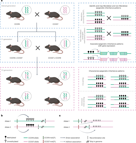 Non-Mendelian inheritance of DNA methylation patterns in mice