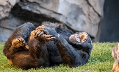 Orangutans, Gorillas, Chimps, And Bonobos All Laugh Just Like Humans. That Means We’ve Been Chuckling This Way For 15 Million Years