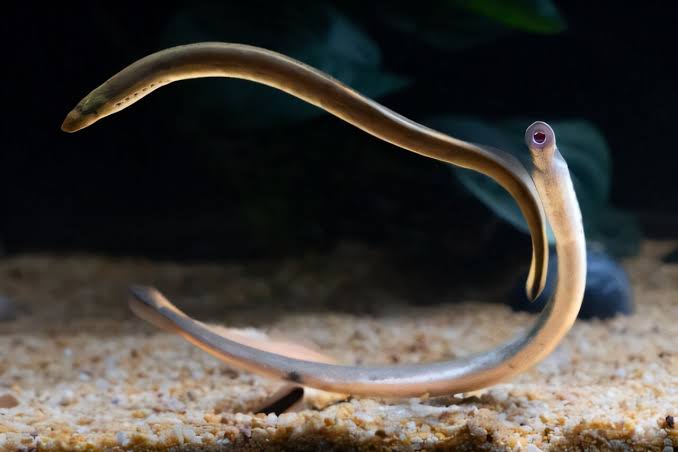 Lamprey brain atlas reveals 450-million-year blueprint of vertebrate brains