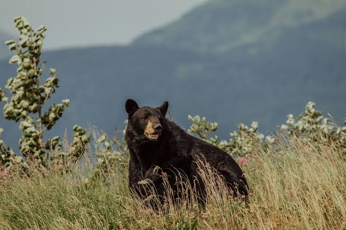 Quiet outings linked to more frequent dangerous wildlife encounters