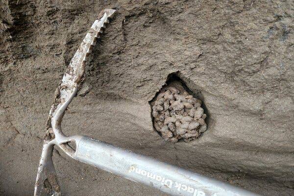 A Surprising Find in Ancient Squirrel Poop: Woolly Mammoth Meat