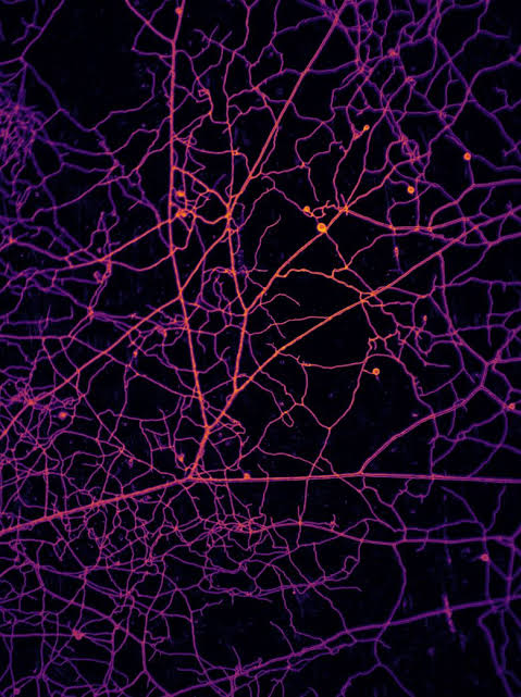 68 quadrillion underground miles of fungi