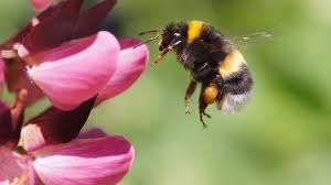 What's the buzz? New study says bumblebees are ace problem solvers