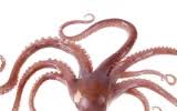 From Lab to Life: Humans Have Regenerative Powers