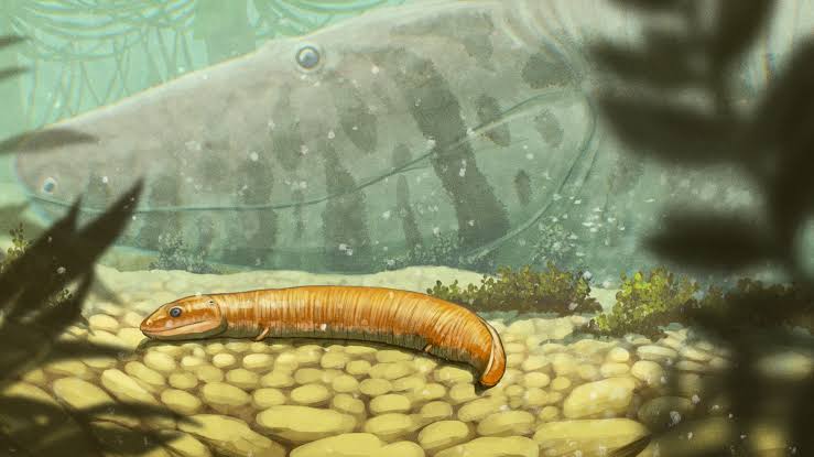 'A completely different story': 300 million-year-old fossils reveal the first vertebrate land dwellers weren't what we thought, researchers claim