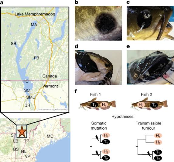 Brown bullhead catfish melanoma represents a novel transmissible cancer