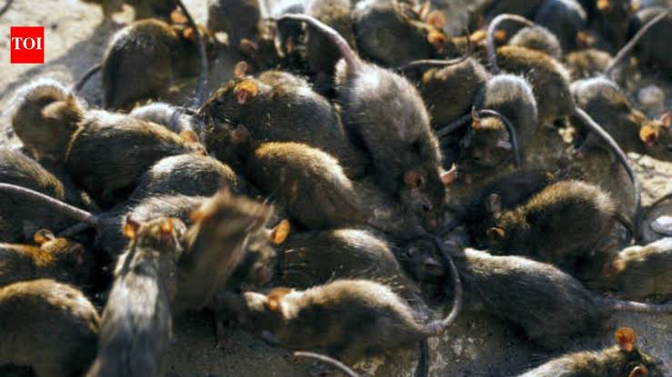 Tiny reef fish flourished beside islands filled with seabirds; where rats removed the birds, the entire u