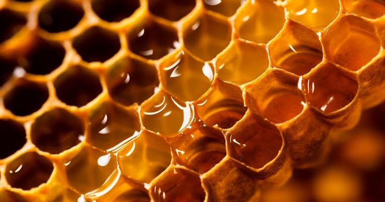 Beneath Oregon’s Blue Mountains, a single honey fungus has been spreading through the roots of the forest for thousands of years, now covering nearly 10 square kilometres. Mostly hidden underground and betrayed at the surface by dying trees and season