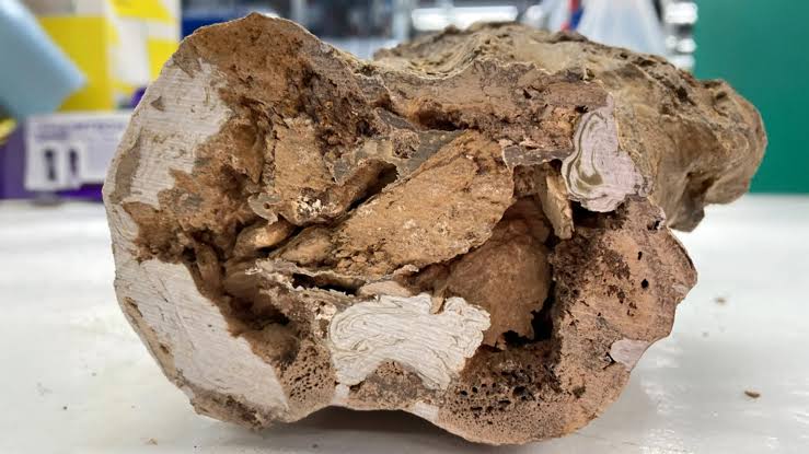 Paleontology rocked by discovery of organic molecules in 66-million-year-old dinosaur bones