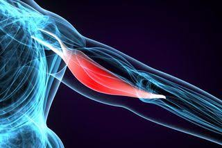Some People Carry a Neanderthal Growth Hormone Receptor That Is Linked to Greater Muscle Mass
