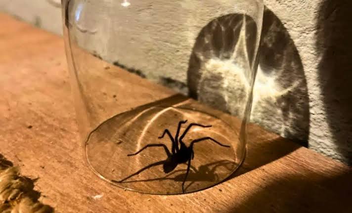 Releasing a Spider Outside Seems Like the Nice Thing to Do... but It’s Often a Very Bad Idea