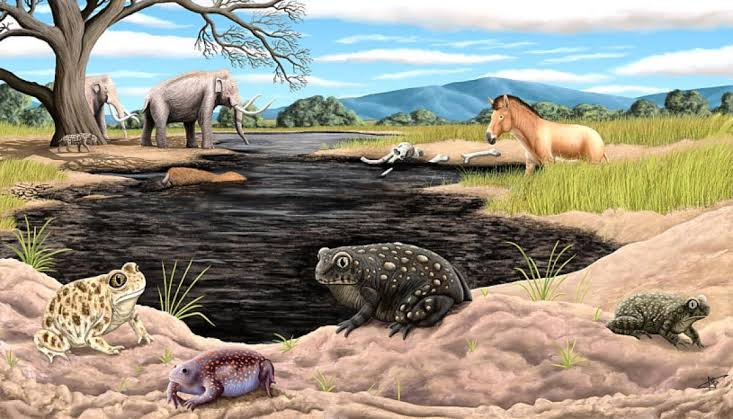Tiny toad, big discovery: New ice age amphibian found in La Brea Tar Pits collection