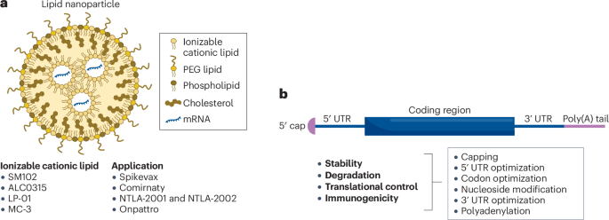Towards mRNA therapeutics 2.0