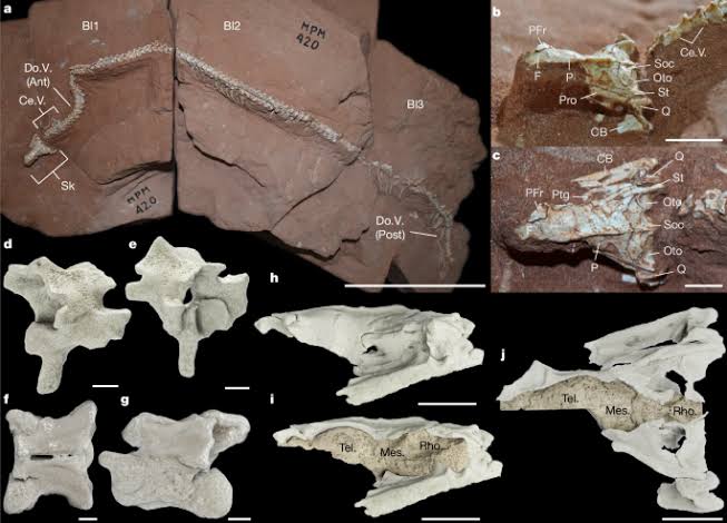 Exceptional brain and ecological diversity in the earliest snakes
