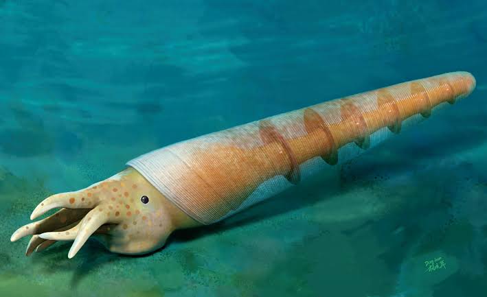 520-Million-Year-Old Fossil from China Fills Gap in Evolutionary History of Cephalopods