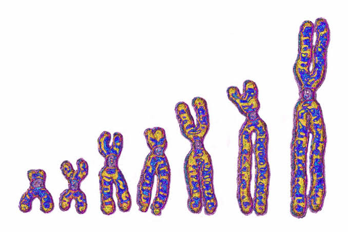Not just Neanderthals: Ghost lineage in Africa left its mark on our DNA