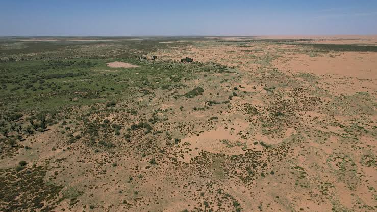 66 billion trees have been planted in China's Great Green Wall — and they appear to be growing faster than natural forests