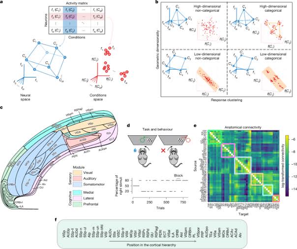 Rarely categorical, highly separable representations along the cortical hierarchy