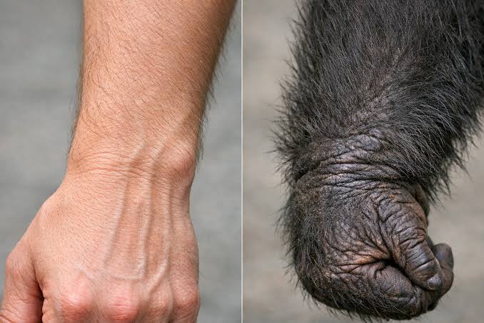 New insights into how the human hand evolved from our ape-like ancestors
