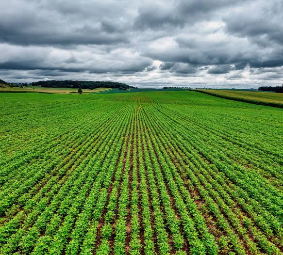 Bird-derived gene tool inserts plant DNA 30 times more efficiently than CRISPR