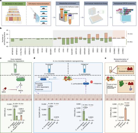 Commensal-derived acetylcholine enhances mucosal immune education