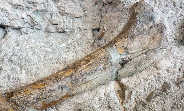 Scientists Unearth a Dinosaur Bone From a 4-Ton Predator in New Mexico Dating Back 74 Million Years