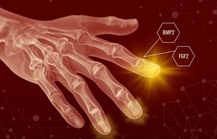 Could Humans Regrow Limbs? Scientists Are Closer Than Ever to Unlocking a Hidden Power of Regeneration