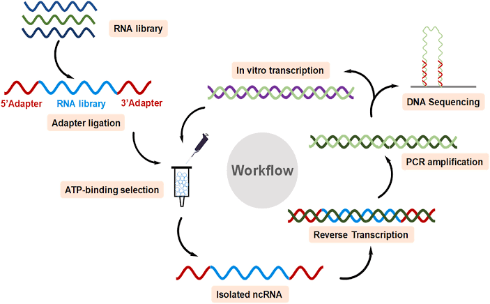 The hunt for a natural molecule that can release cellular energy