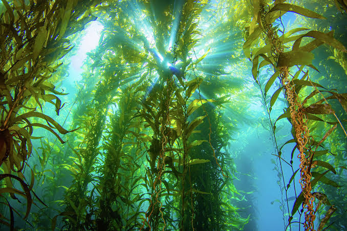 Warming seas have less oxygen. California experts say that's really bad.
