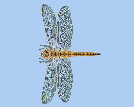 ‘Fearless and quietly astonishing’: the dragonfly that migrates further than any other insect